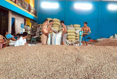Harga Kopi Naik Lagi Petani di Selangit Bergembira 