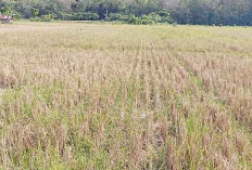Petani Mengeluh, Irigasi Jebol Belum Juga Diperbaiki, Ratusan Hektare Sawah Kekeringan