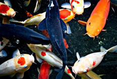 8 Tips yang Harus di Perhatikan Sebelum Membeli Ikan Hias Jenis Koi