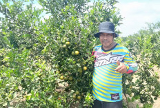 Tanaman Jeruk di Desa Sukarami Musi Rawas, Berpotensi dan Prospek Dikembangkan