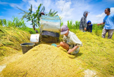 Harga Serapan Gabah di Sumsel Paling Rendah, Wamentan Minta Bulog Segera Bertindak