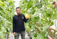 Petani Milenial di Desa Wonokerto Kembangkan Tanaman Melon dengan Metode Fertigasi tetes