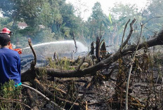 Sehari Lima Lahan Kosong Terbakar, Ini Penyebabnya