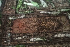 Usaha Ternak Jangkrik di Musi Rawas, Tingkatkan Perekonomian Keluarga