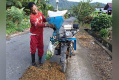 Petani Kopi di Kecamatan Selangit Musi Rawas Mulai Panen, Namun Harga Anjlok  