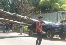 Mobil Mewah Milik Polisi Tertimpa Pohon Besar Depan Rumah Prabowo