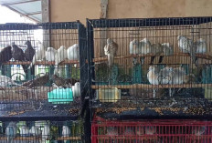 Toko Burung Rudi Koleksi Berbagai jenis Burung Lengkap di Lubuk Linggau