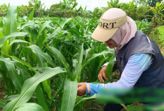 Ajak Petani Musi Rawas Lakukan Pengendalian Hama Ulat Grayak dengan Cara Tepat  