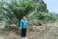 Bukan Tanam Kopi, Gara-gara ini Petani di Selangit Musi Rawas Beralih Tanam Kelapa Sawit
