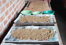 Kreatifnya Warga Musi Rawas, Raup Cuan Jutaan dari Usaha Telur Jangkrik 