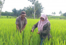 PPL di Musi Rawas Kembali Lakukan Monitoring, Beri Penyuluhan Cara Atasi Serangan Hama