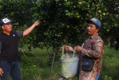 Petani jeruk di Desa Sukaraya Lebih Memilih Panen Jeruk Peras