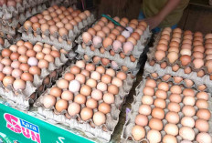 Harga Telur di Pasar Bukit Sulap Masih Stabil 