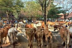 5 Hewan Kurban Paling Dicari di Idul Adha 2025, Nomor 3 Langka Banget