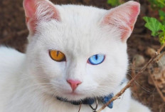 Berikut 5 Jenis Kucing Kampung Termahal, Apakah Kucingmu Termasuk Salah Satunya?