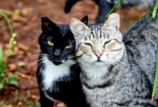 Top 5 Jenis Kucing Kampung Termahal di Dunia, Apakah Kucingmu Termasuk Salah Satunya?