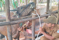 90 Persen Kebutuhan Daging Sapi di Kota Lubuk Linggau Dipasok Dari Lampung