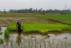 Petani di Desa Air Satan Musi Rawas Pilih Tanam Padi Secara Serentak untuk Hindari Gagal Panen