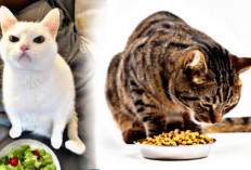 Makanan Kering Terbaik dan Tinggi Nutrisi Untuk Kucing Kalian, Ada 10 Rekomendasi 