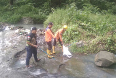 Hujan 8 Ular Masuk Perkarangan Rumah Warga di Kota Lubuk Linggau