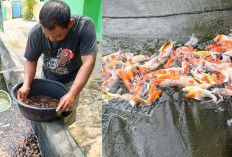 Warga Desa Kalibening Musi Rawas Berhasil Pasarkan Ikan Koi Di Beberapa Provinsi