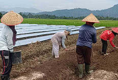 Ingin Panen Cabai Maksimal Olah Tahan Secara Optimal, Sudah Dibuktikan Petani Musi Rawas