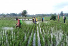Petani di Musi Rawas Kendalikan OPT Penggerek Batang untuk Pertahankan Produktivitas Tanaman Padi