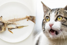 Stop!! Jangan Berikan Tulang Ikan Kepada Kucing