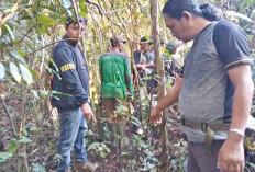 Ngeri, Warga Temukan Jejak Cakaran Beruang di Ciptodadi Musi Rawas