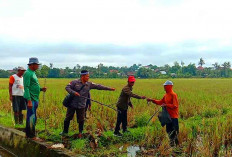 POPT Tugumulyo Klaim Gropyokan Lebih Manjur Atasi OPT Hama Tikus, Ini Alasannya 
