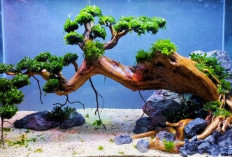 Bonsai Aquascape Sering Jadi Hiasan Rumah yang Unik, Ternyata Begini 5 Cara Mudah Membuatnya!