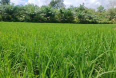 3 Desa di Muratara Diusulkan jadi Lokasi Cetak Sawah Baru Seluas 300 Hektare