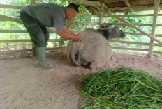 Muratara Dikenal Sentra Populasi Kerbau Namun Hewan Berkurban Paling Banyak Sapi Dibanding Kerbau     
