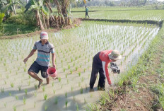 Untuk Mempertahankan Produksi Padi Petani dan POPT Sumber Harta Lakukan Gerdal Hama Tikus 