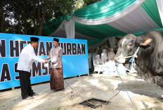Polda Sumsel Salurkan Ratusan Sapi Kurban Hingga Karang Anyar Muratara 