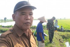 Musim Hujan Hama Intai Tanaman Padi Petani Musi Rawas