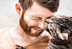 Inilah 5 Cara yang Dilakukan Kucing untuk Mengenali Pemiliknya 