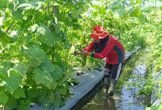 Lakukan Rotasi Tanaman Agar Terhindar Dari Hama Dan Penyakit Tanaman 