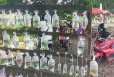 Mencari Ikan Hias dengan Beragam Jenis Pilihan, Bisa Anda Temukan di Pinggir Jalan D Tegal Rejo Musi Rawas 
