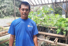 Bisnis Menjanjikan di Musi Rawas, Tejo Budidayakan Bibit Tanaman