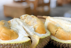 Musim Durian Telah Tiba! Ini 3 Lokasi Terbaik untuk Berburu Raja Buah