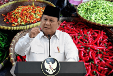 Agar Harga Cabai Tidak Naik, 5 Pot Cabai Wajib Tanam di Rumah, Solusi Prabowo