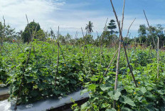 Harga Timun di Musi Rawas Anjlok Hanya Rp 2.000 Per Kg