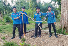 Petugas Damkar Musi Rawas Evakuasi Ular King Kobra di Belakang Rumah Warga 