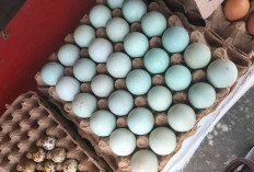 Telur Asin dari Merasi Favorit Warga Kota Linggau