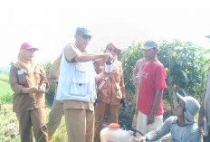 Gerak Cepat, POPT di Musi Rawas Lakukan Gerdal Hama Ulat Grayak pada Tanaman Jagung