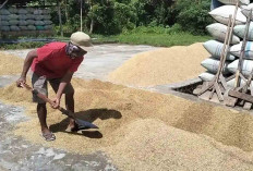 Pasca Panen Harga Beras di Tugumulyo Musi Rawas Masih Tinggi 