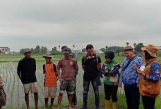 Kurangi Serangan Hama Tikus, Petani di Musi Rawas Rutin Monitoring 