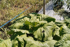Petani di Musi Rawas Tumpangsarikan Tanaman Sawi Putih dengan Tanaman Cabai, Ini Tipsnya