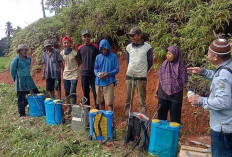 Peralihan Musim, Petani di Musi Rawas Diimbau Waspada Serangan Hama Tanaman Padi